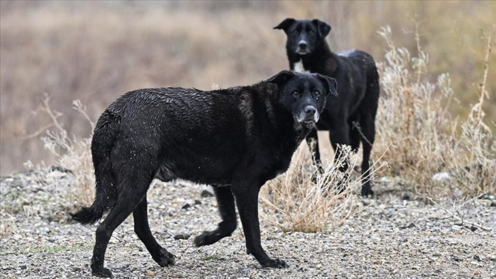Ankara'da Hamile Kadın Köpek Saldırısına Uğradı Dehşet Anları Kameraya Yansıdı - Yazar Kadın