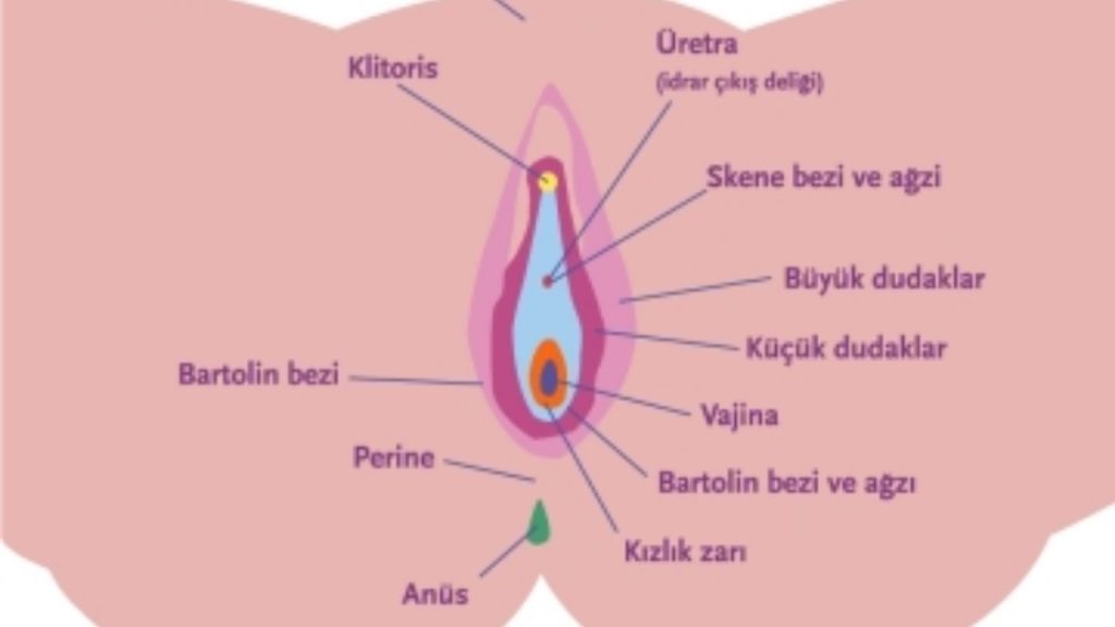 Vulva Nedir Görevleri Ve Sağlık Sorunları Nelerdir - Yazar Kadın