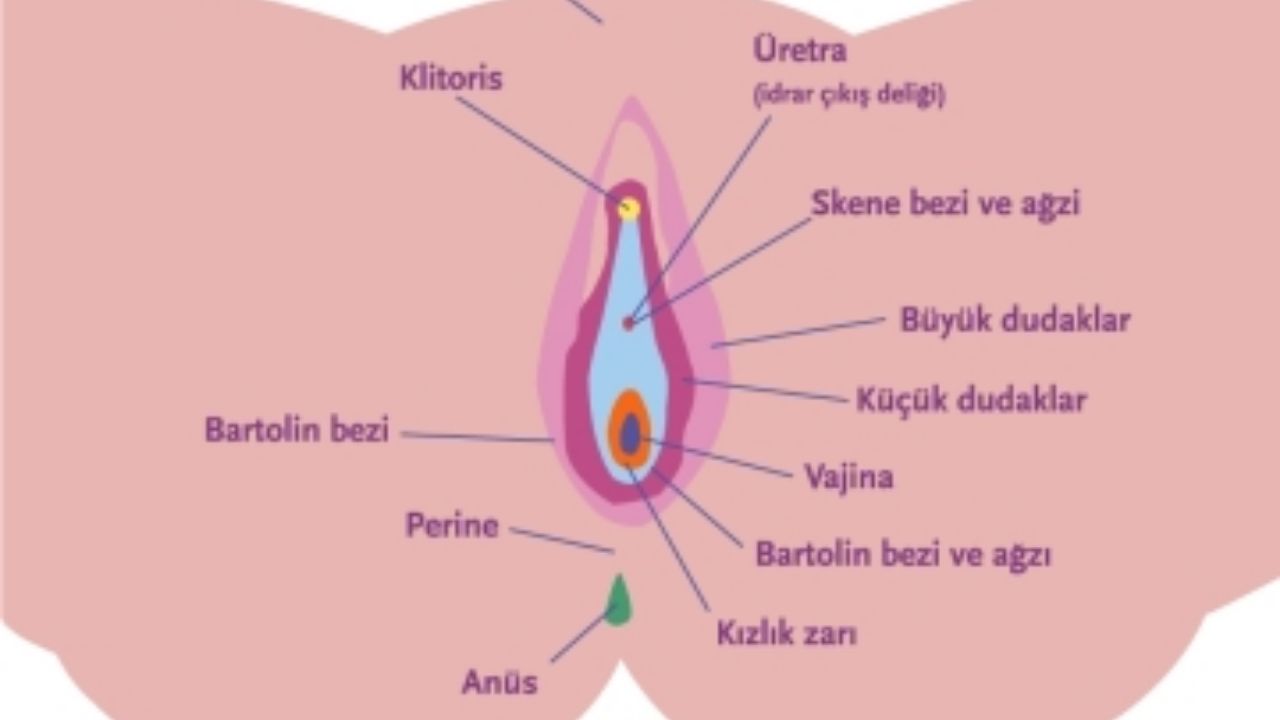 Vulva Nedir Görevleri Ve Sağlık Sorunları Nelerdir - Yazar Kadın