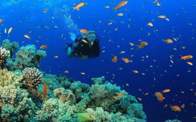 Kaş’ta Su Altı Keşifleri: Dalış İçin En İyi Noktalar