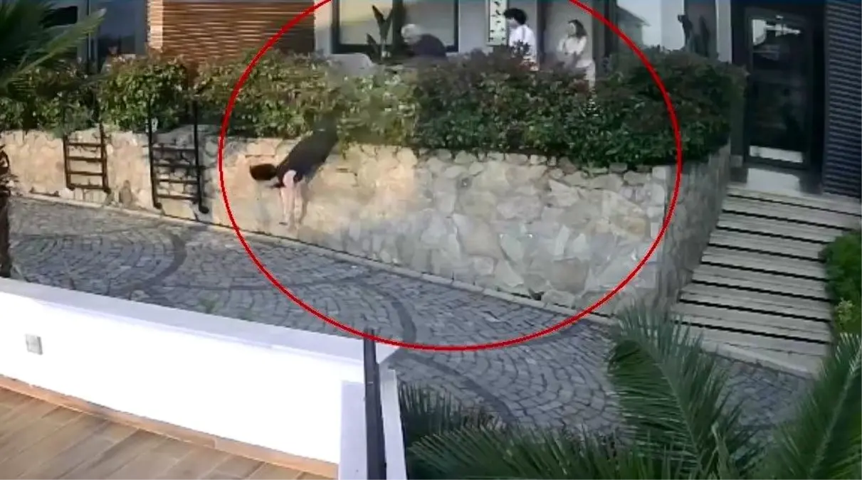 Ordu Da Komsu Tartismasi Doktorun Itekledigi 18719035 Amp - Yazar Kadın