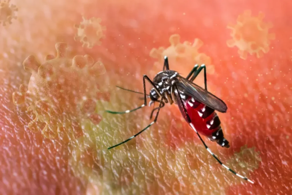Dso Den Salgin Uyarisi Chikungunya Virusu 18878471 2163 Amp - Yazar Kadın