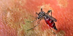 DSÖ: Chikungunya virüsü salgını hızla yayılıyor, 5.6 milyar kişi risk altında.