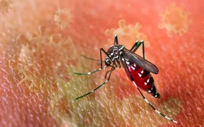DSÖ: Chikungunya virüsü salgını hızla yayılıyor, 5.6 milyar kişi risk altında.