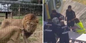 Aslan saldırısında kadın kolunu kaybetti