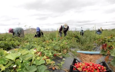 Bayburt’ta Kadınlar İçin Çilek Yetiştiriciliği Umudu