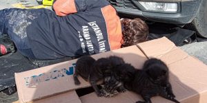 Ataşehir’de Yangın: Kadın ve Hayvanlar Kurtarıldı, Kedi Kaybetti