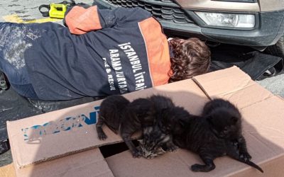 Ataşehir’de Yangın: Kadın ve Hayvanlar Kurtarıldı, Kedi Kaybetti