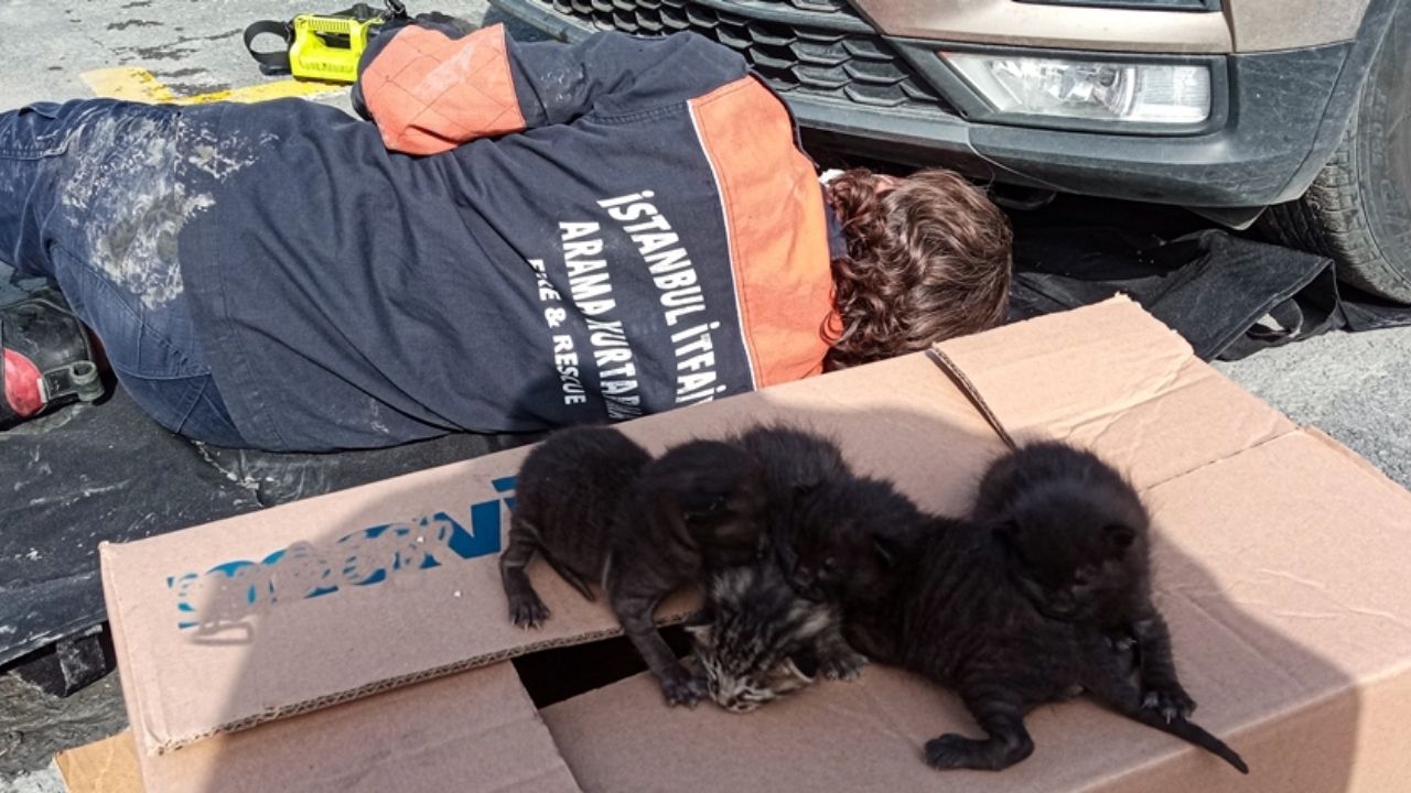 Ataşehir'de Yangın Kadın Ve Hayvanlar Kurtarıldı, Kedi Kaybetti - Yazar Kadın