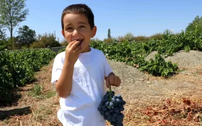 Cimin Üzümü: Faydaları ve Hasat Zamanı