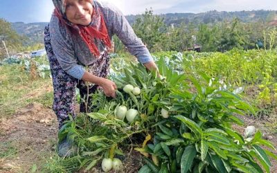 Manisa’da Pepino Yetiştiren İlk Çiftçi: Halise Demiröz