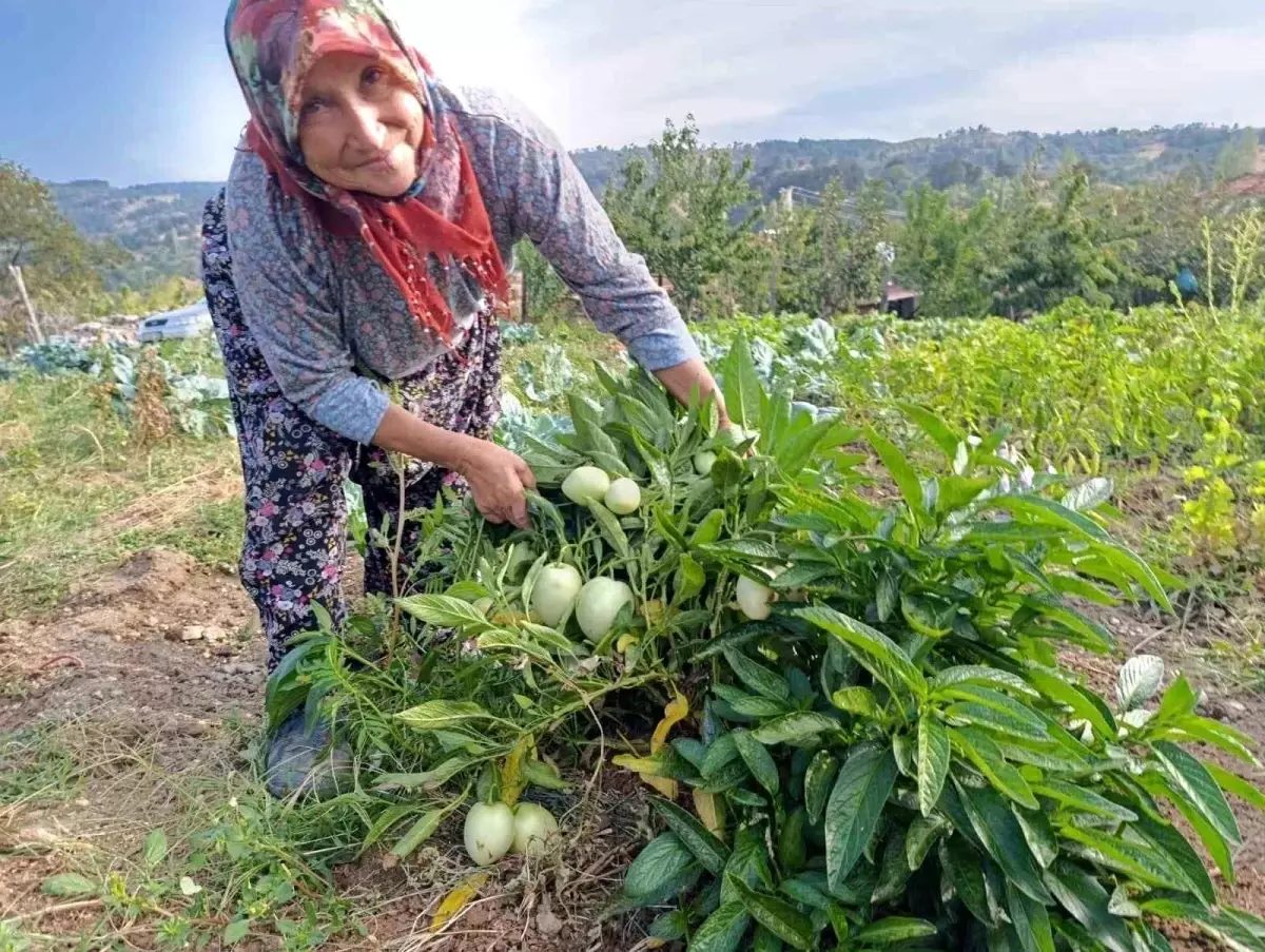 Demirci De Ilk Kez Pepino Yetistirildi 19056262 Amp - Yazar Kadın