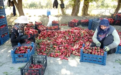 Erzincan’da Kadınlar Tarım Projesi: 100 Ton Hedef!