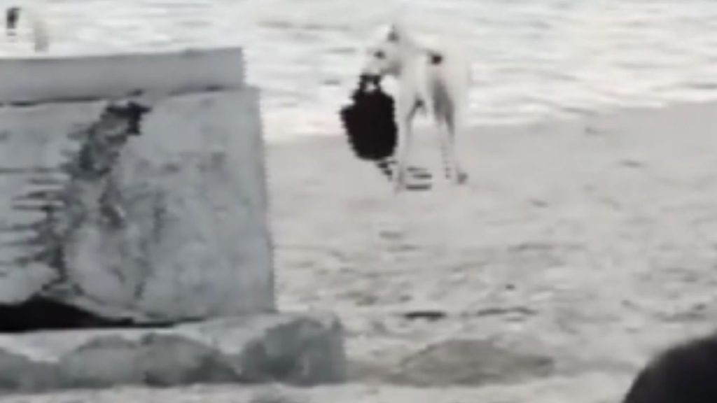 Plajda Kadının Çantasını Çalan Sokak Köpeği - Yazar Kadın