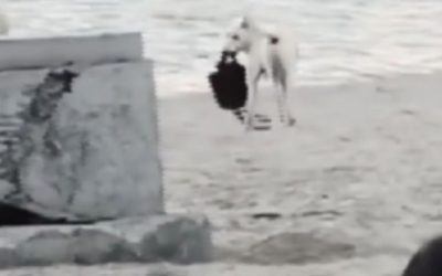 Plajda Kadının Çantasını Çalan Sokak Köpeği