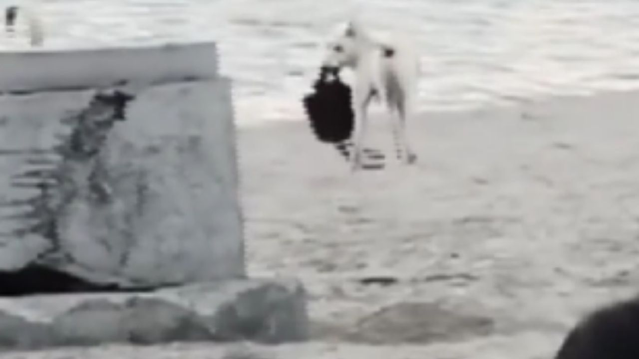 Plajda Kadının Çantasını Çalan Sokak Köpeği - Yazar Kadın