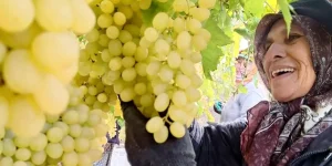 Sarıgöl’de Üzüm Hasadı: Kadın Emekçiler Yağmur Çamur Demeden Çalışıyor
