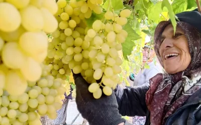 Sarıgöl’de Üzüm Hasadı: Kadın Emekçiler Yağmur Çamur Demeden Çalışıyor