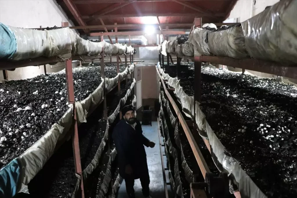 Kadin Girisimci Devlet Destegiyle Kurdugu Tes 19149653 Amp - Yazar Kadın