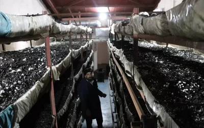 Kadın Girişimcinin Mantar Üretimindeki Başarısı