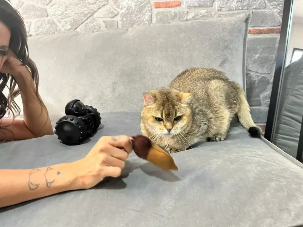 Takinti Hastasi Kedi Artas A Antidepresanli T 19105212 Amp - Yazar Kadın