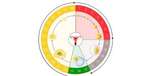 Gebelik Planlayanlar İçin Yumurtlama Hesaplama Teknikleri