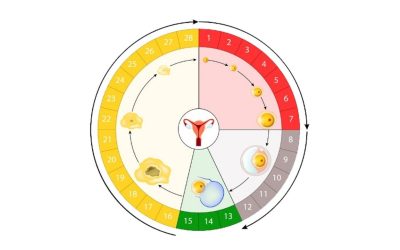 Gebelik Planlayanlar İçin Yumurtlama Hesaplama Teknikleri