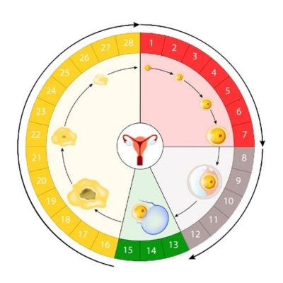 Gebelik Planlayanlar İçin Yumurtlama Hesaplama Teknikleri - Yazar Kadın