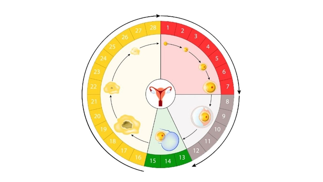 Gebelik Planlayanlar İçin Yumurtlama Hesaplama Teknikleri - Yazar Kadın