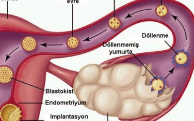 Kadınlarda Adet Döngüsü: Bilinmesi Gereken Temel Bilgiler
