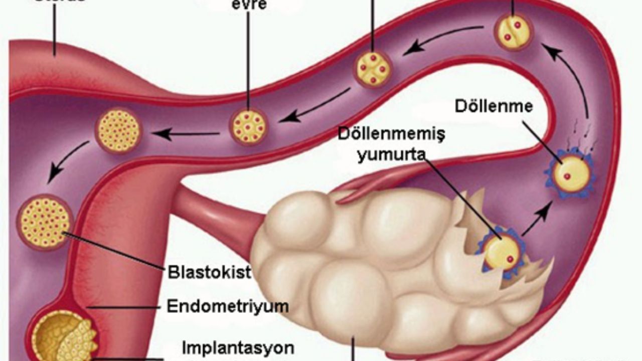 Kadınlarda Adet Döngüsü Bilinmesi Gereken Temel Bilgiler - Yazar Kadın