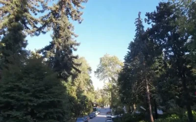 Atatürk Arboretumu: Türkiye’nin Canlı Ağaç Müzesi