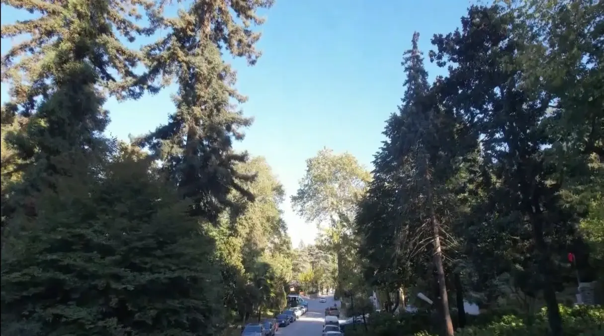 Ataturk Un Mirasi 96 Yillik Arboretum 19264266 Amp - Yazar Kadın