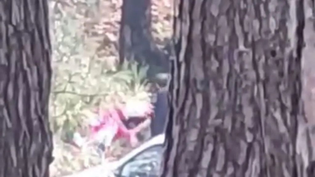 İzmir'de Kadına Ormanlık Alanda Saldırı - Yazar Kadın