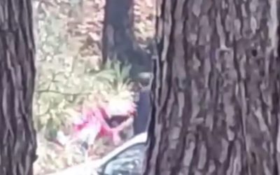 İzmir’de Kadına Ormanlık Alanda Saldırı