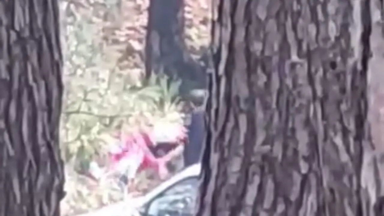 İzmir'de Kadına Ormanlık Alanda Saldırı - Yazar Kadın