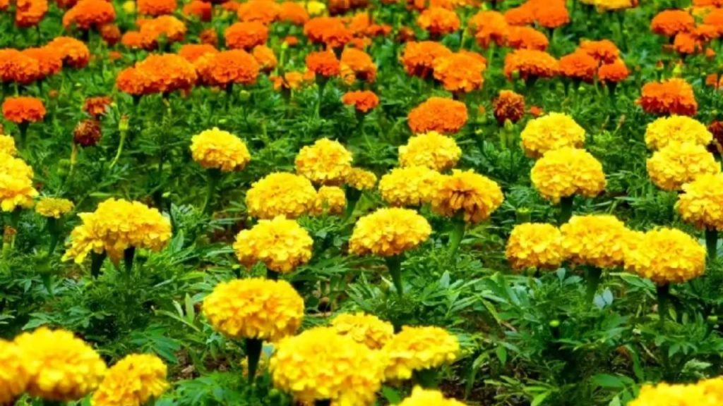 Kadife Çiçeği Bakımı Renkli, Dayanıklı Ve Kolay Yetişen Bahçe Güzeli - Yazar Kadın