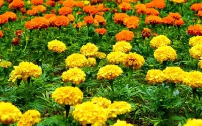 Kadife Çiçeği Bakımı: Renkli, Dayanıklı ve Kolay Yetişen Bahçe Güzeli