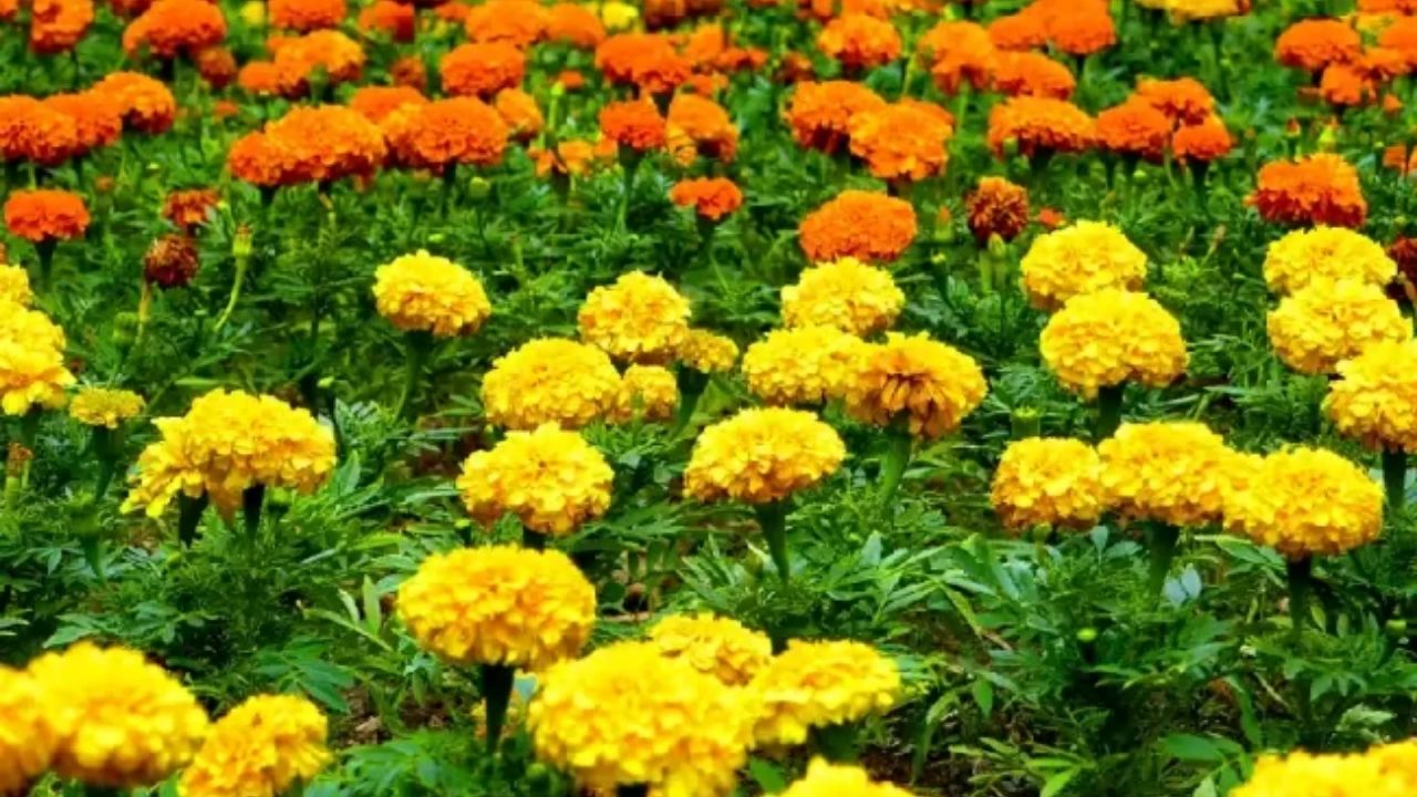 Kadife Çiçeği Bakımı Renkli, Dayanıklı Ve Kolay Yetişen Bahçe Güzeli - Yazar Kadın