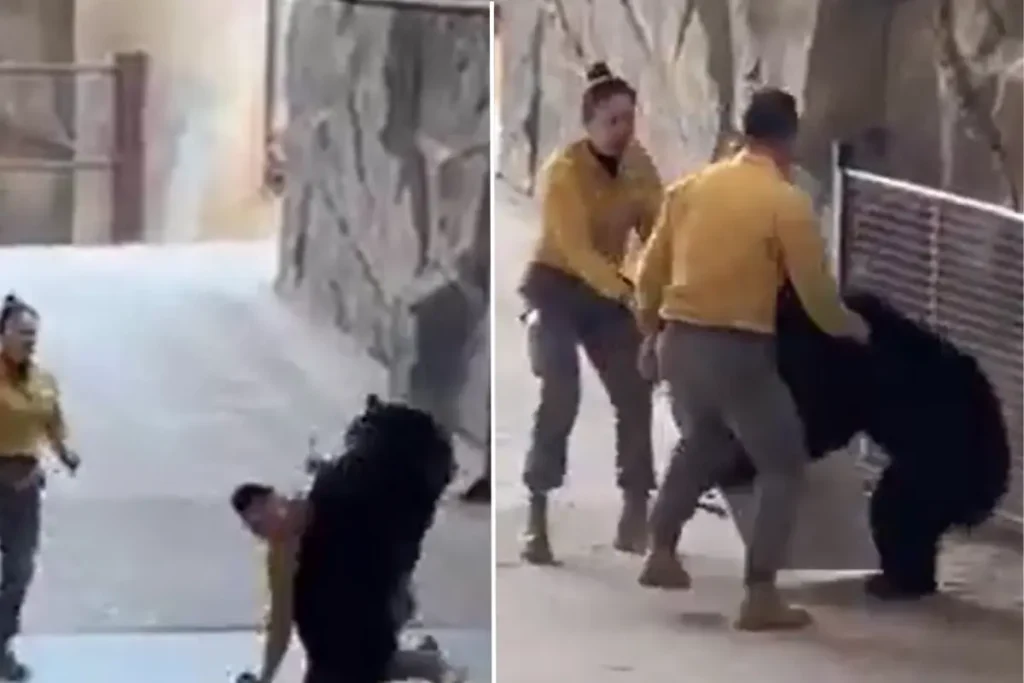 Cin Deki Safari Parkinda Bakicisina Saldiran Ayi 19333510 8778 Amp - Yazar Kadın