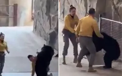 Çin safari parkında bakıcıya saldıran ayı dehşet verdi